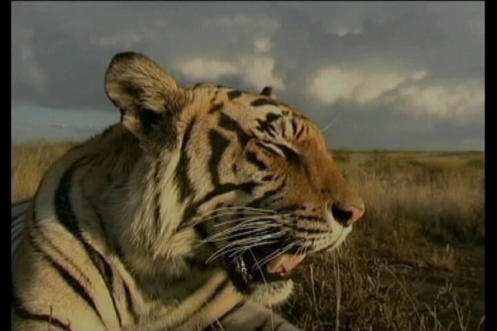 LECCIONES DEL MUNDO SALVAJE: COMO SOBREVIVIR Y TENER EXITOCONTRA LAS